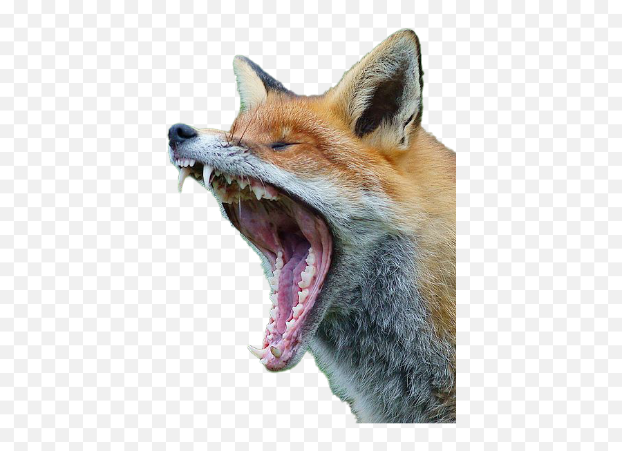 Fox Transparent Png - Sound Does A Fox Make,Transparent Pictures