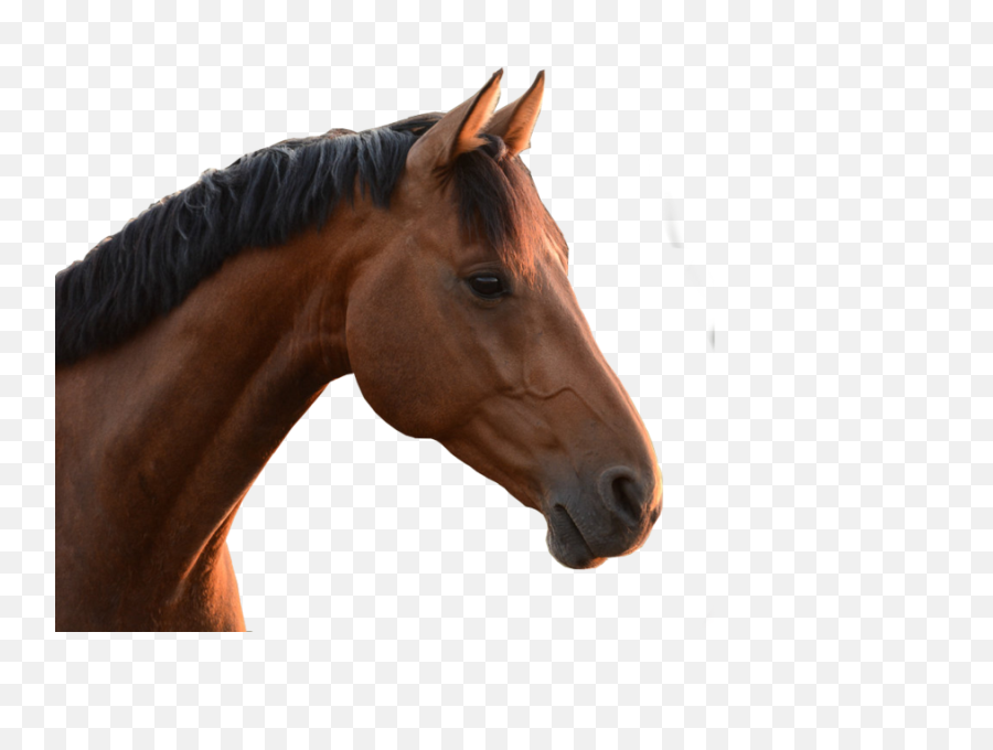 Download Horse Head Png - Real Life Horse Head Real,Horse Head Png