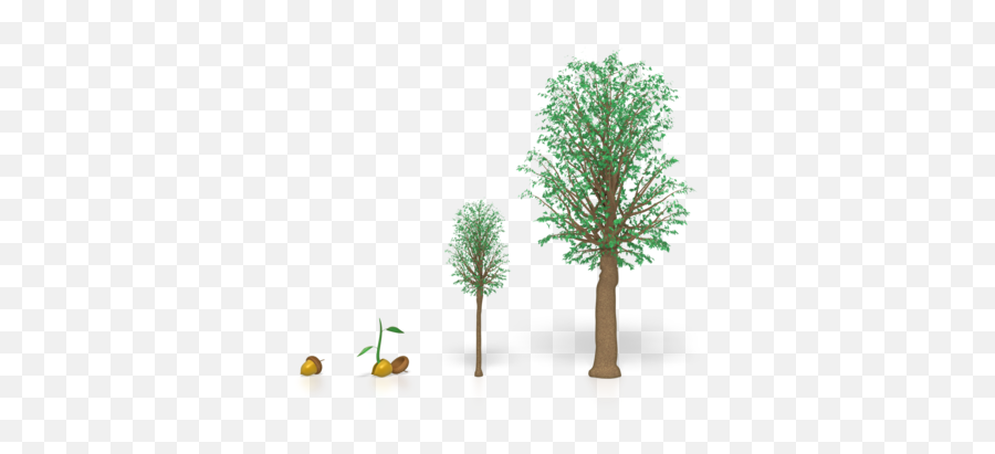 Download Young Oak Tree Png - Growth Of A Tree,Oak Tree Png