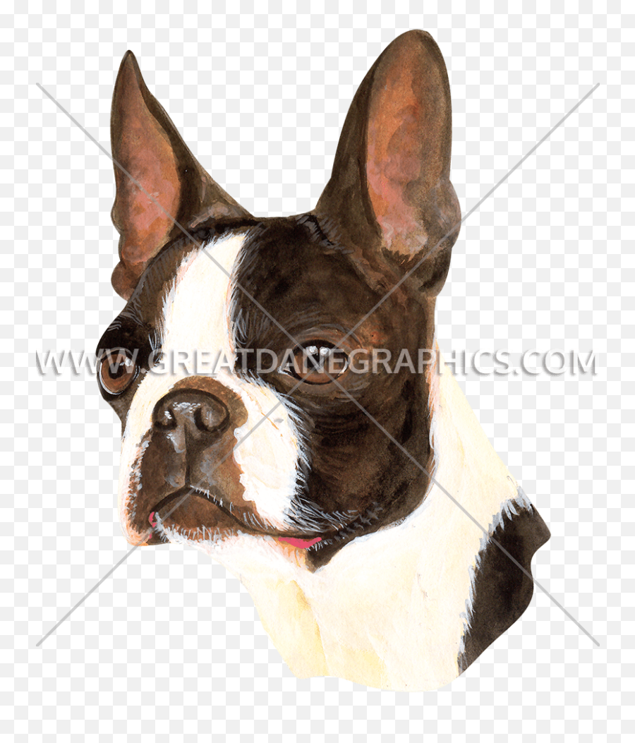 Boston Terrier - Collar Png,Boston Terrier Png