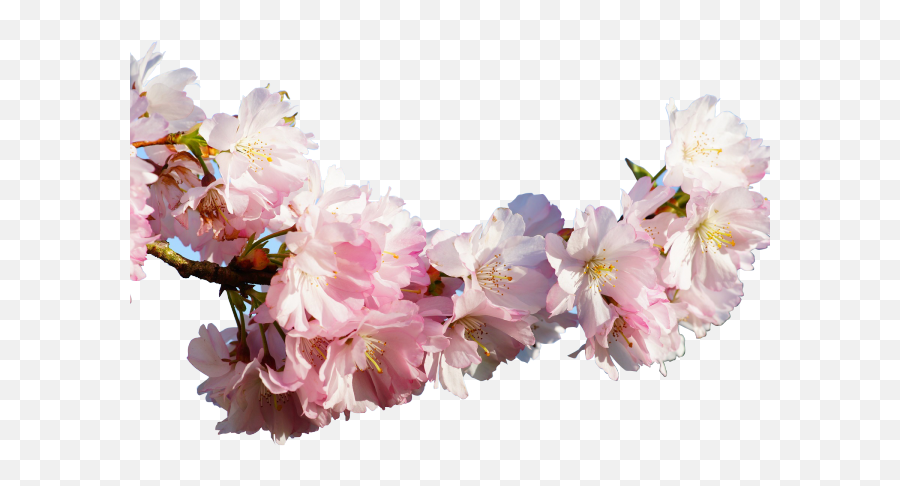 Sakura Blossom Clipart Apricot - Japanese Real Cherry Sakura Japanese Transparent Png,Japanese Cherry Blossom Png