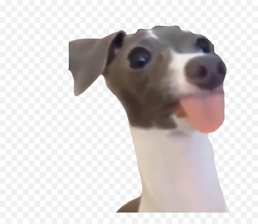 Dog Vine Funny Meme Yeet - Dog Meme Transparent Png,Funny Dog Png