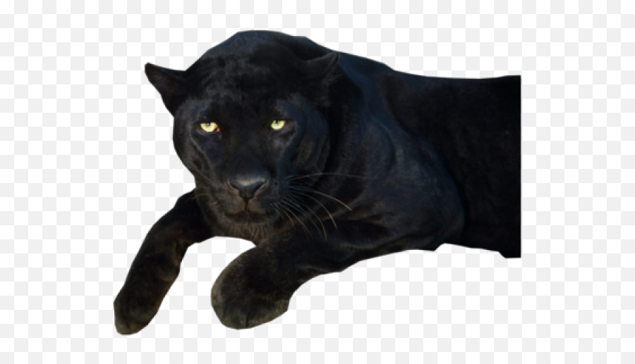 Black Panther Clipart Transparent Png