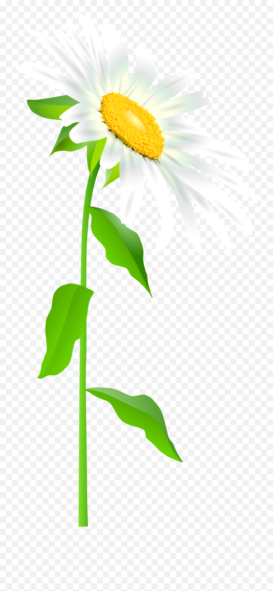 Daisy Clipart Long Stem Flower - Daisy Flower With Stem Transparent Png,Flower Stem Png