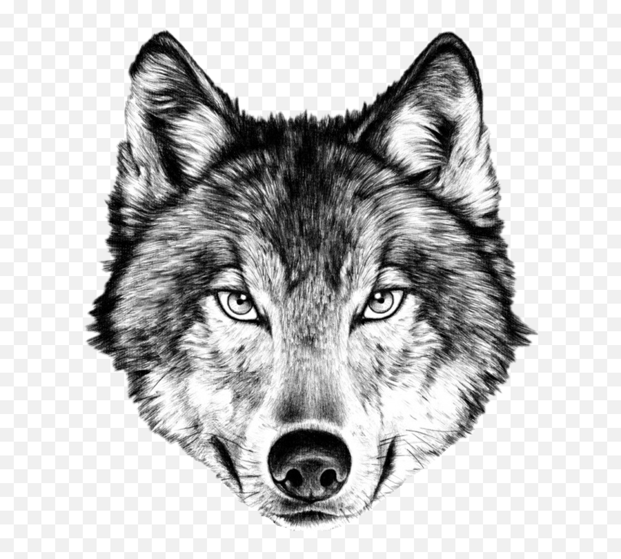 Wolf Face Drawing Transparent Png - Its Not The Size Of The Dog He ...