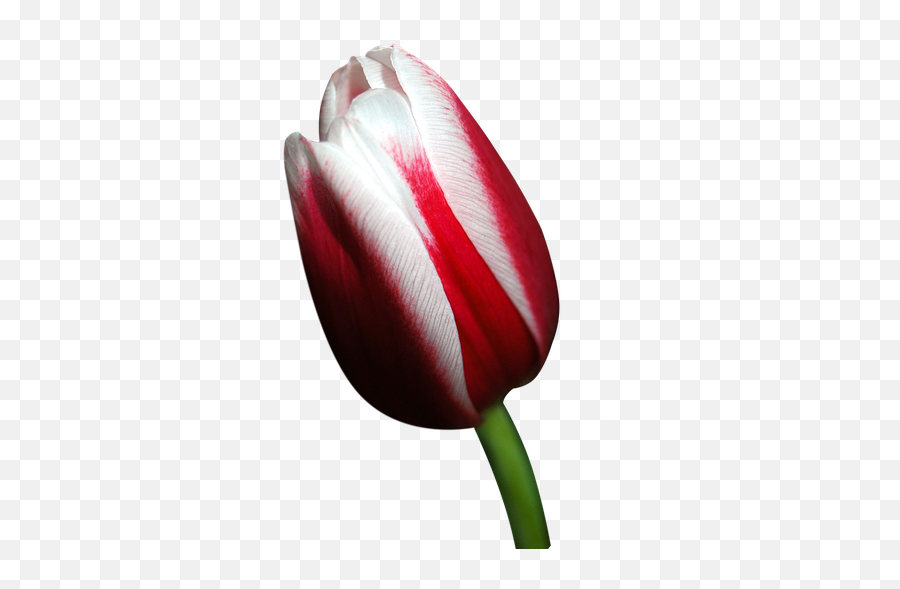 Blossom Bloom Tulip Red - Free Image On Pixabay Red And White Tulip Png,Tulip Transparent