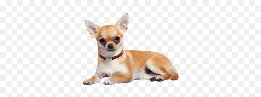 Dogs Transparent Png Images - Chihuahua Life Span,Dog Transparent