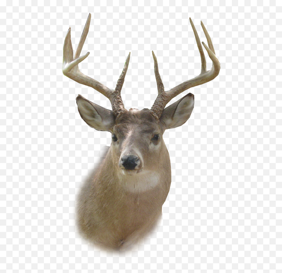 Deer Head Png Hd - Transparent Deer Head Png,Animal Head Png