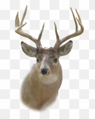 Deer Head Png Hd - Transparent