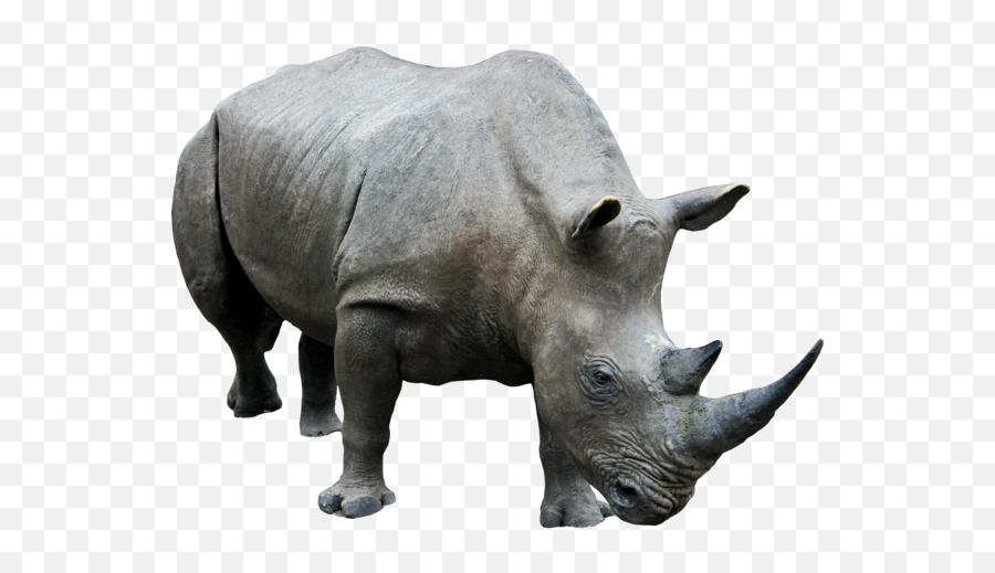 Rhino Png Clipart - Rhino Png,Rhino Png