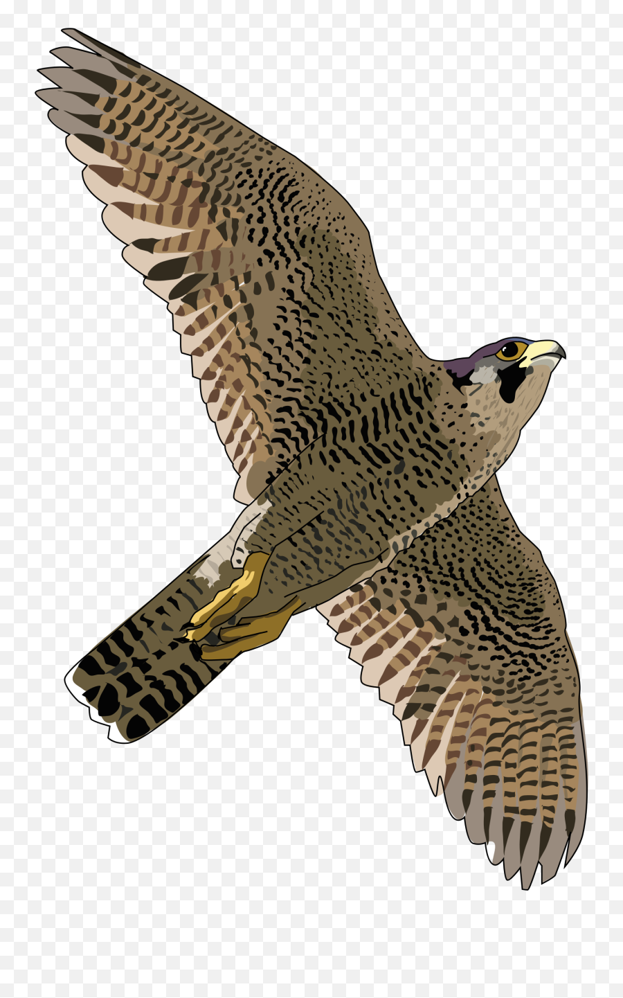 Download Bald Eagle Png Transparent Free Images - Peregrine Peregrine Falcon Transparent Background,Bald Eagle Transparent