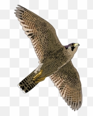 Download Bald Eagle Png Transparent Free Images - Peregrine Peregrine Falcon Transparent Background,Bald Eagle Transparent