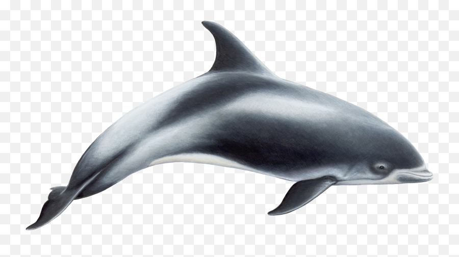 Dolphin - Freepngtransparentbackgroundimagesfreedownload White Beaked Dolphin Png,Dolphin Clipart Png