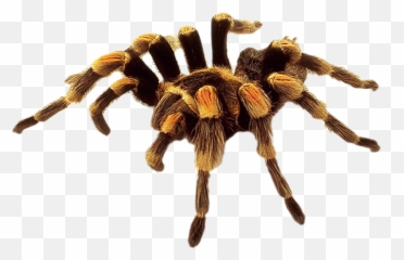Spider Clipart Arthropod Transparent Free - Png Hd