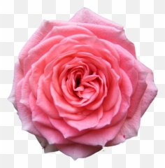 Transparent Background Hd Rose Png 18987 - Free Icons and Real Flower