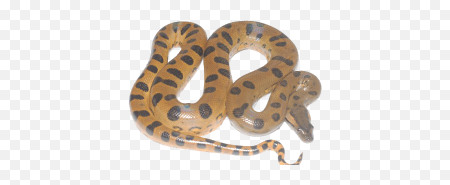 Anaconda Png Transparent Image - Anaconda Png,Anaconda Png