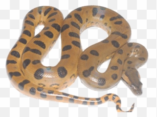 Anaconda Png Transparent Image - Anaconda Png,Anaconda Png