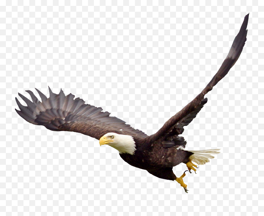 Soaring Eagle Png File Vector Clipart 261767 - Png Images Bald Eagle No Background,Are Png Files Vector