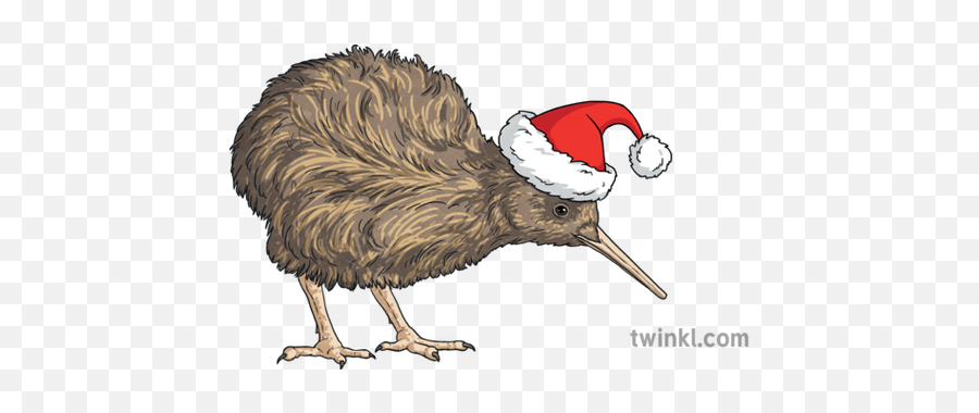 Christmas Kiwi Santa Hat Bird New Zealand Ks2 Illustration - Christmas New Zealand Kiwi Png,Kiwi Bird Png