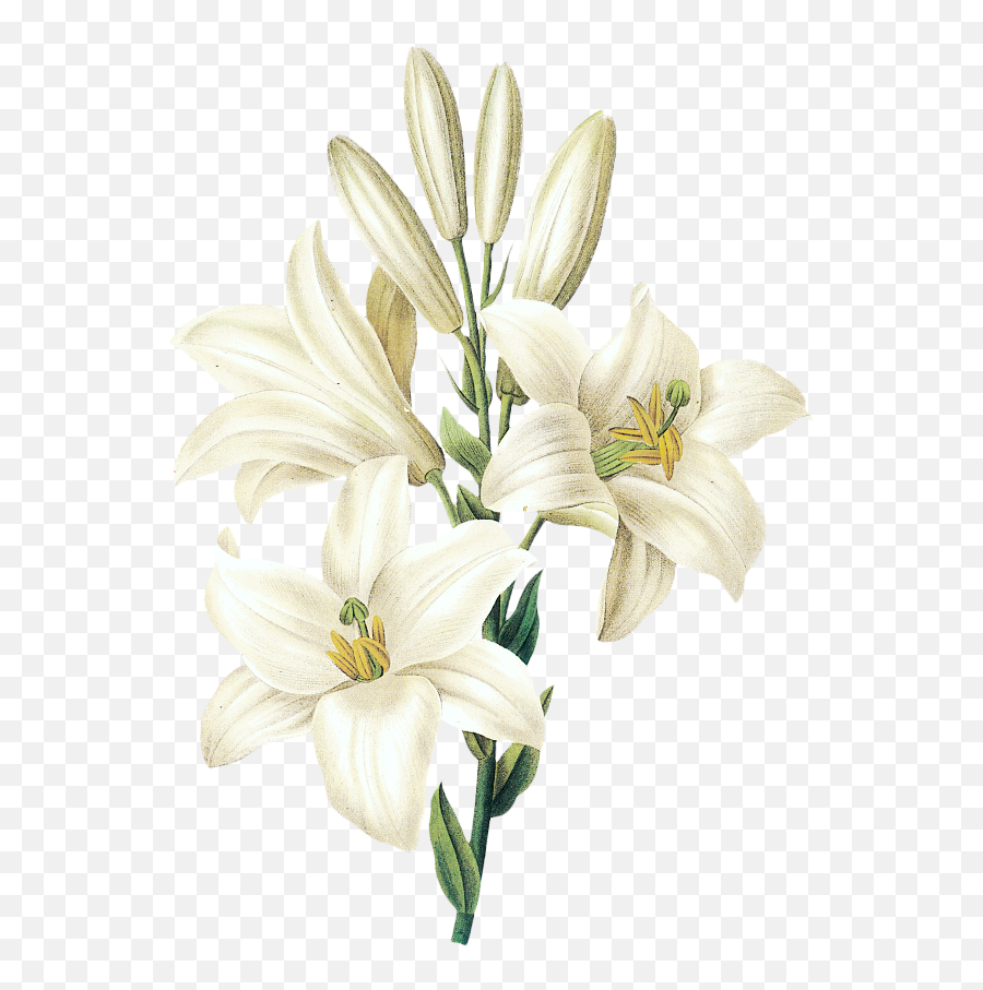 Download Hd Easter Lily - Flower Drawing White Lily White Lily Flower Png,Lily Transparent Background
