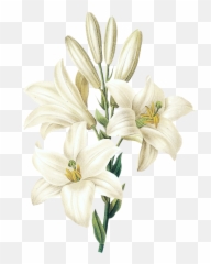 Download Hd Easter Lily - Flower Drawing White Png
