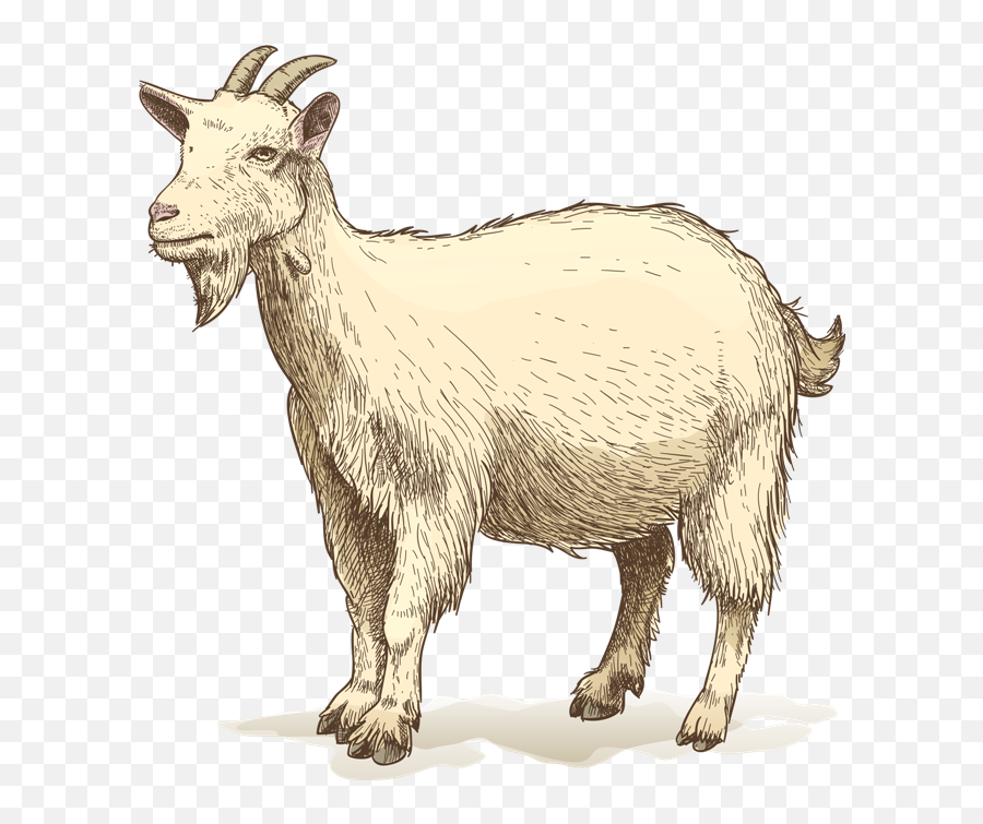 Goat Drawing Clip Art - Goat Png Download 650677 Free Goat Drawing Png,Goat Transparent Background