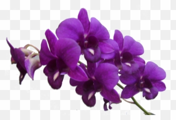 Purple Flower Frame Png Res Flowers By 6211 - Transparent