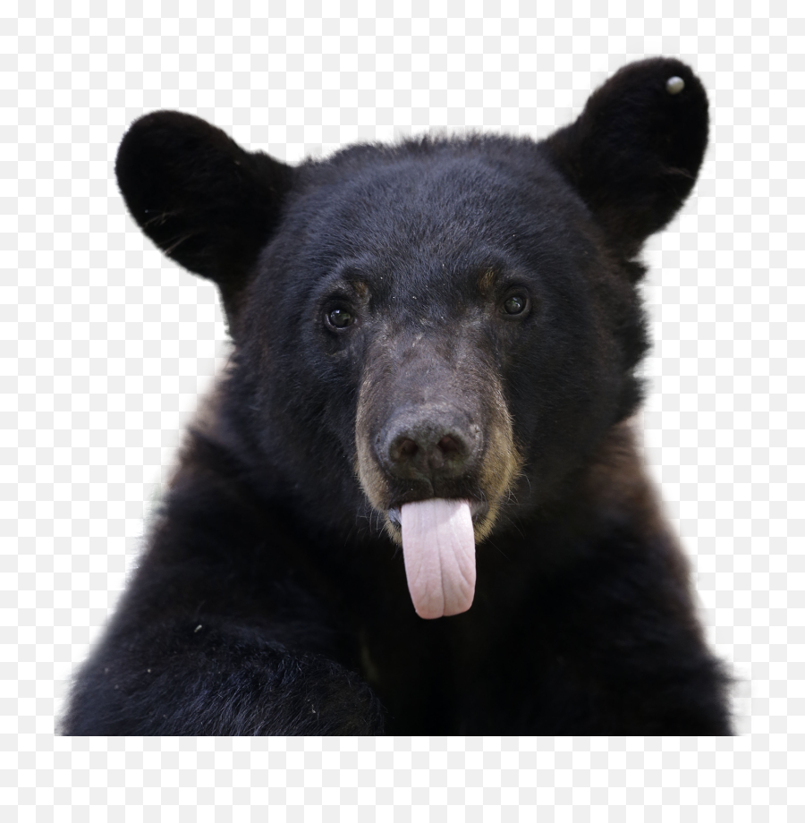 The Black Bear Population Is Growing In Missouri Ksnfkode - Louisiana Black Bear Png,Bear Transparent