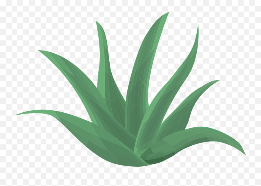 Aloe Vera Plant Green - Aloe Vera Png,Aloe Png