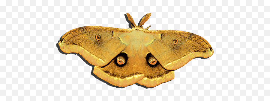 Male Moth Yellow Png Baby Onesie - Polilla Png,Moth Png