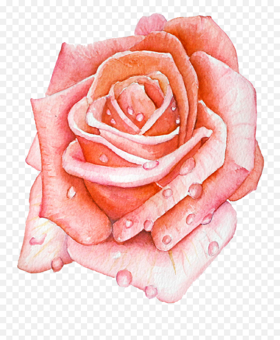 Flora Fauna - Garden Roses Png,Watercolor Roses Png