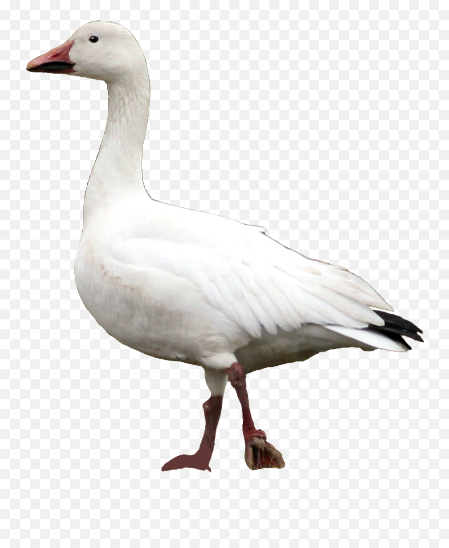 Snow Goose Png U0026 Free Goosepng Transparent Images - Snow Goose Transparent Background,Geese Png