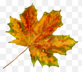 Tag For Autum Leaves Gif Thanksgiving Autumn - Fall Cut Out png