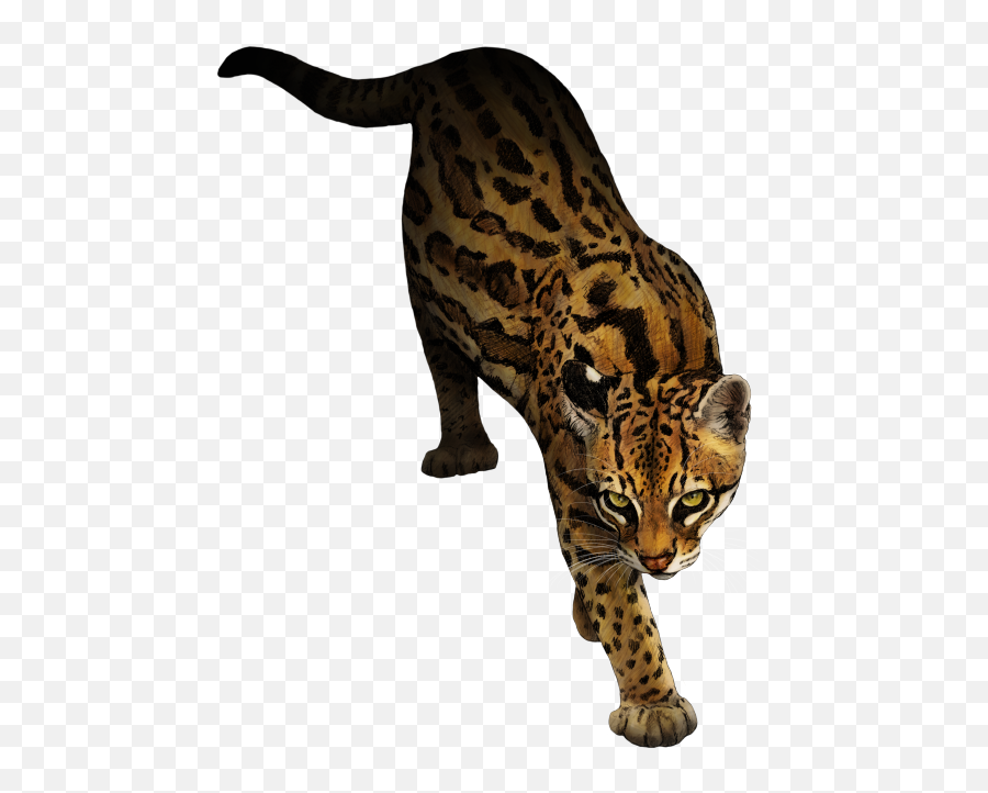 Ocelot Marbled Cat Animal Rottweiler - Mew Png Download Ocelot Clipart Transparent,Mew Png