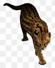 Ocelot Marbled Cat Animal Rottweiler - Mew Png Download Ocelot Clipart Transparent,Mew Png