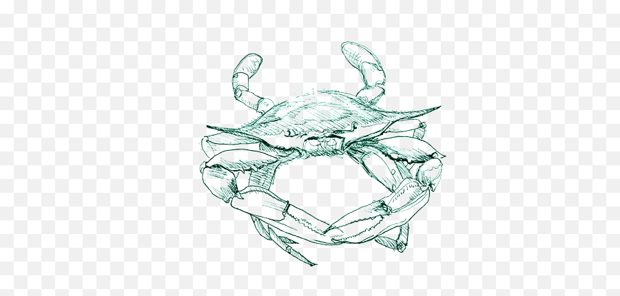 Sketch Of A Crab Transparent Png Image - Blue Crab Sketch Png,Blue Crab Png