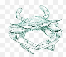 Sketch Of A Crab Transparent Png Image - Blue Crab Sketch Png,Blue Crab Png