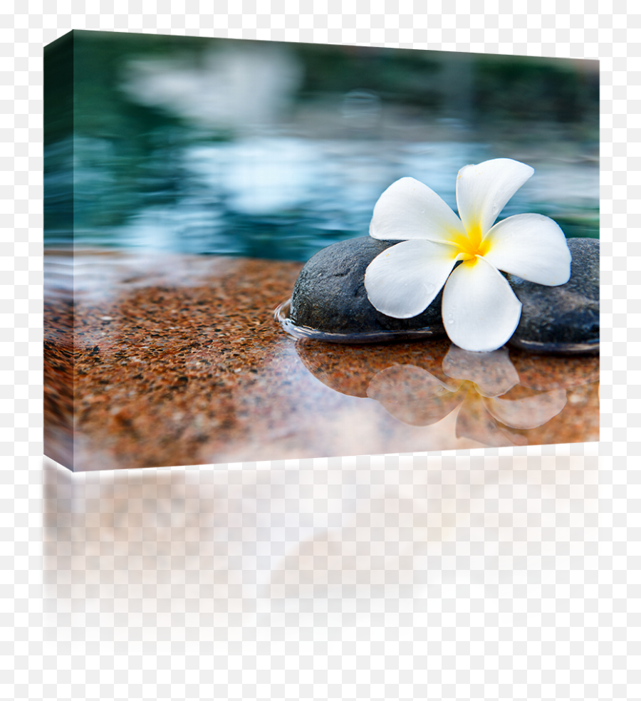 Plumeria Stones - Loved One Passes Away Png,Plumeria Png