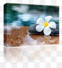 Plumeria Stones - Loved One Passes Away Png,Plumeria Png