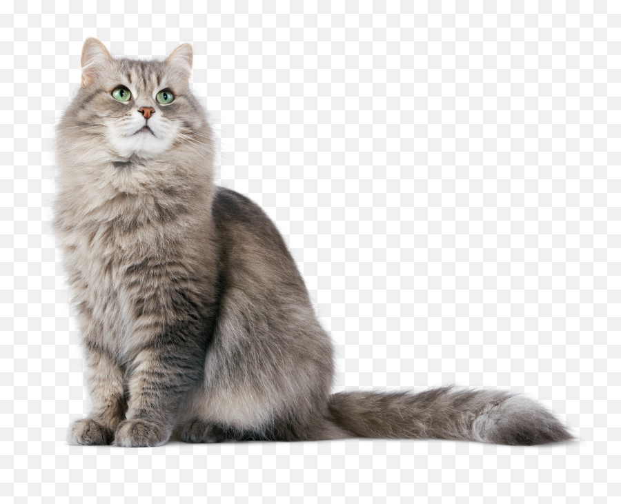 Hq Cat Png Transparent - Cat Png,Transparent Cat
