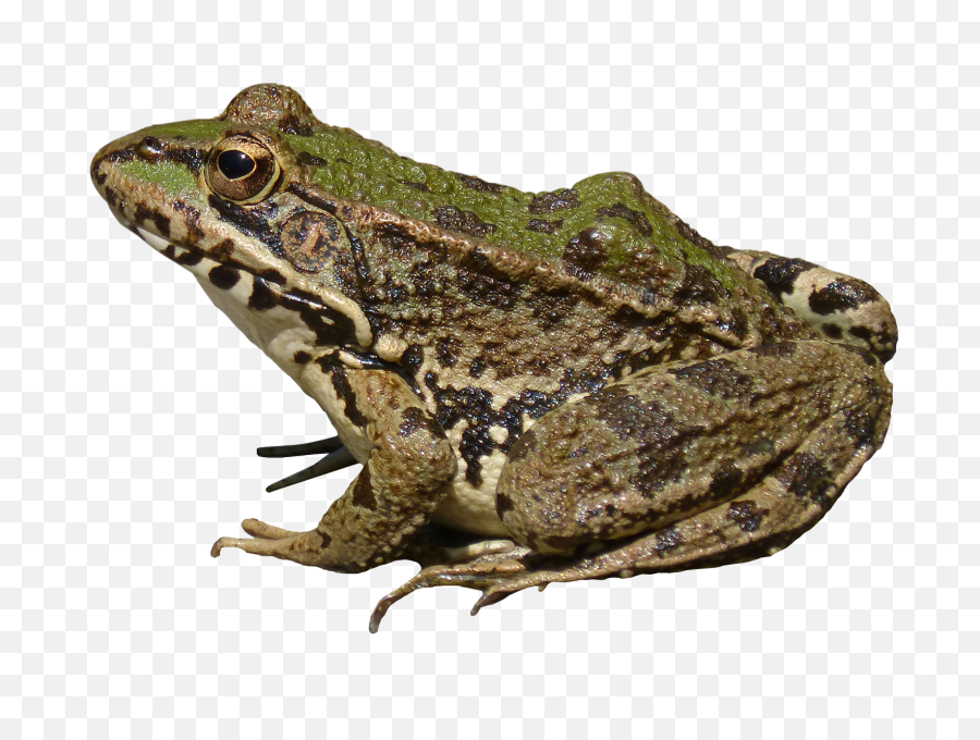 Frog Png Image - Frog Png,Transparent Frog