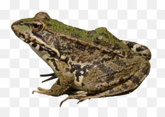 Frog Png Image
