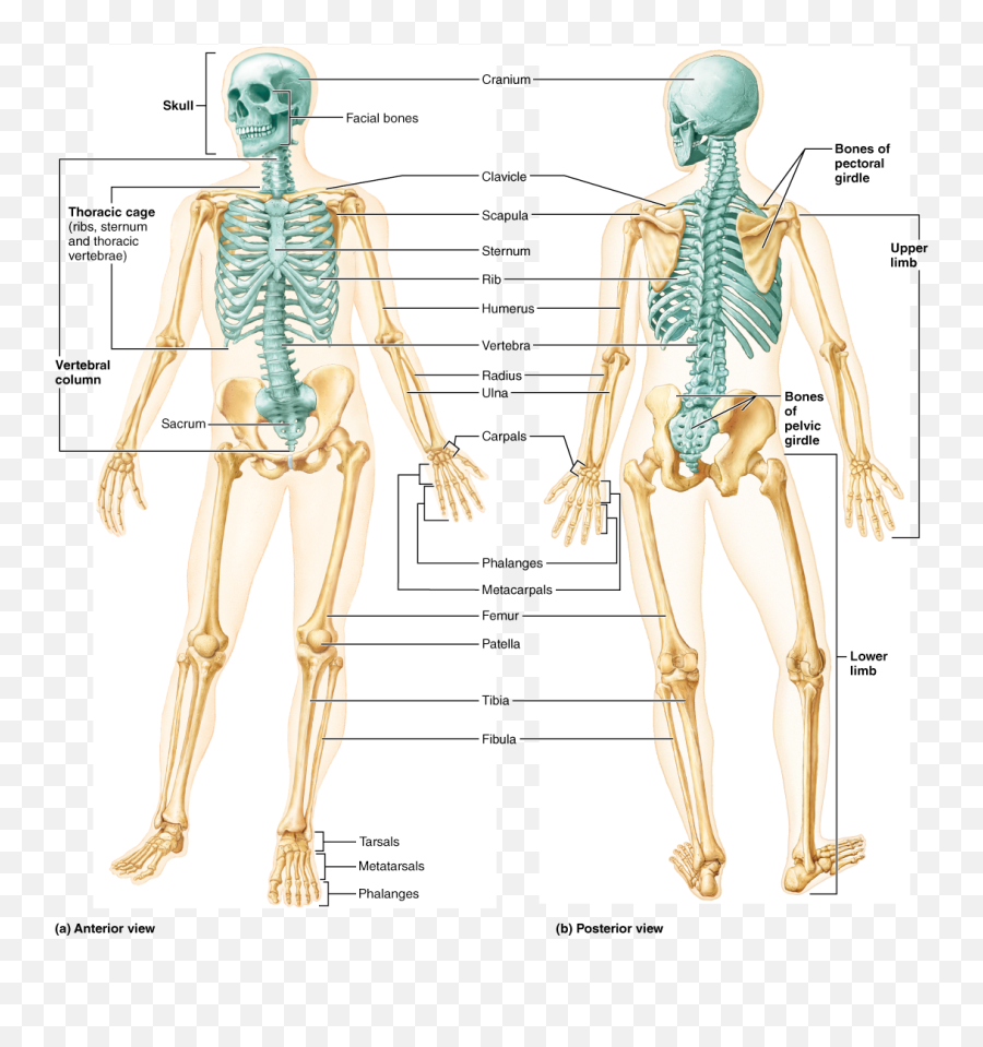 Skeletal System Png - Chapter Bones Part The Axial A P Human Skeleton Anterior And Posterior View,Human Figure Png