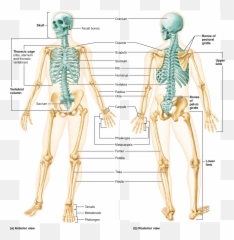 Skeletal System Png - Chapter Bones Part The Axial Human Skeleton Anterior And Posterior View