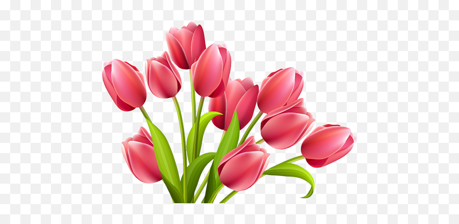 Tulip Flower Png Images Free Gallery - Tulip Png,????? Png