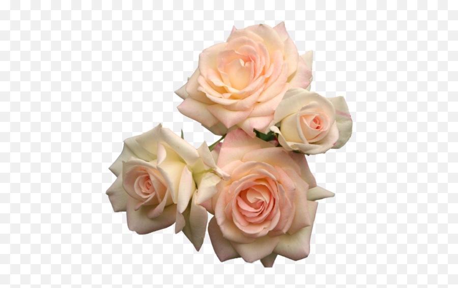 Posts Flower Roses Png Transparent Pink Umfag U2022 - Purple Aesthetic Flowers Png,Rose Transparent