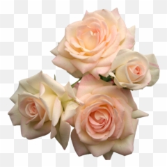 Posts Flower Roses Png Transparent Pink Umfag U2022 - Purple Aesthetic Flowers Png,Rose Transparent