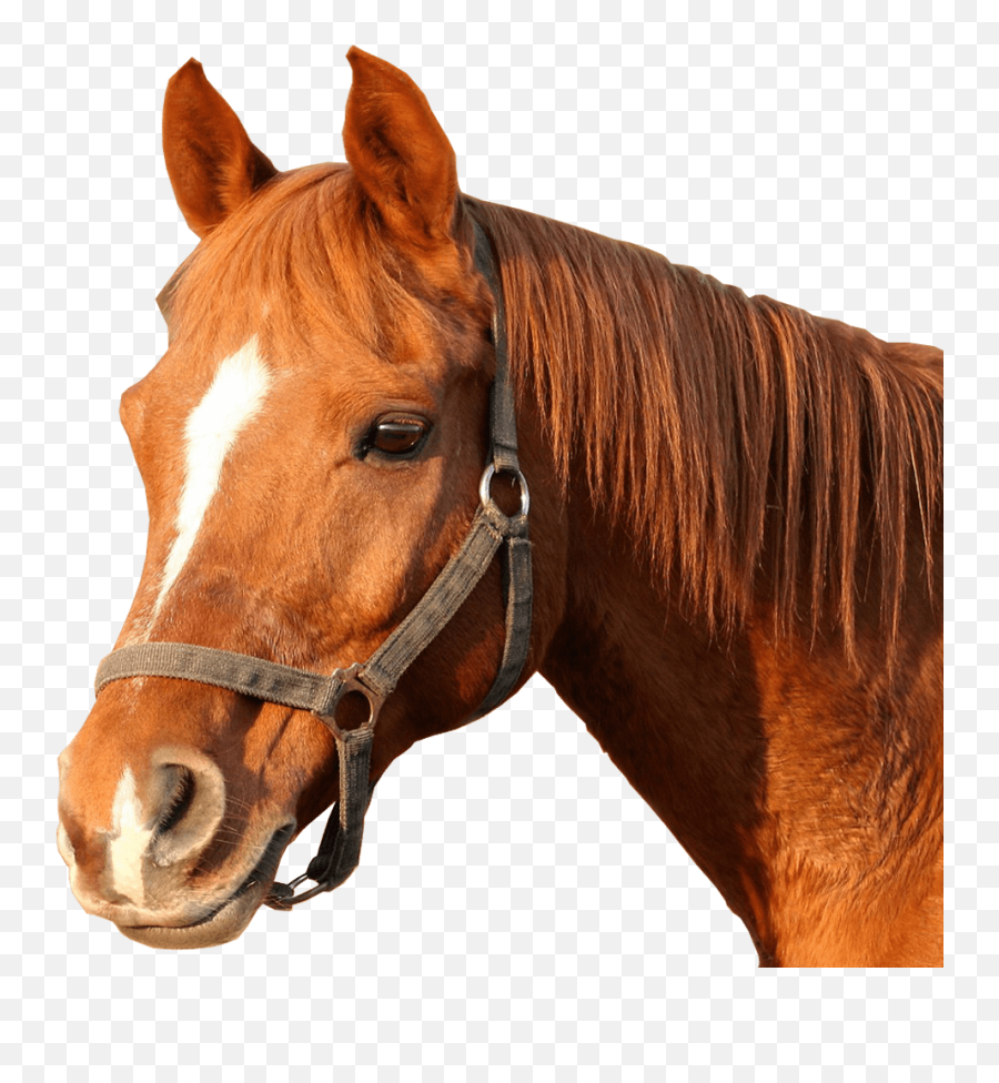 Horse Bridle Horses Head Png Image - Horse Head Png,Horse Transparent Png