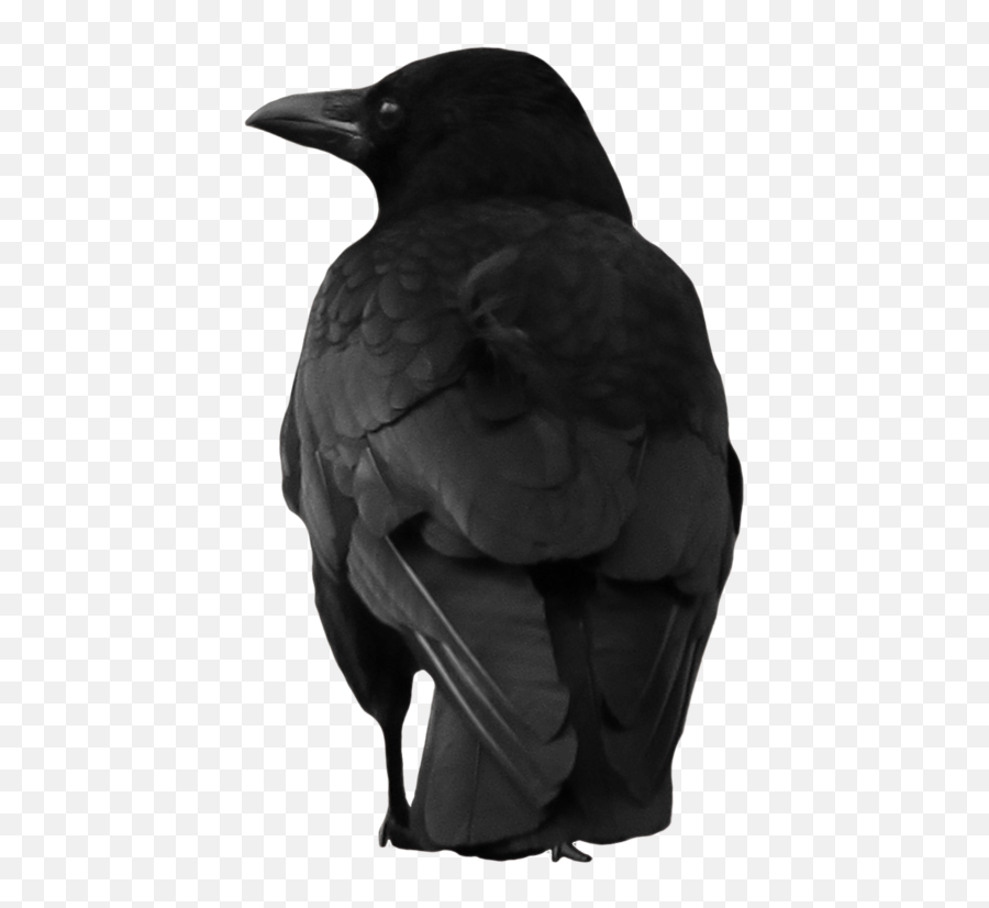 Crow Png Picture - Crow Png,Crow Transparent Background