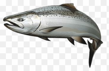 California Coast Chinook Salmon Trout Png